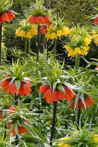 3 fritilárias-amarelas Altura entregue 20 cm