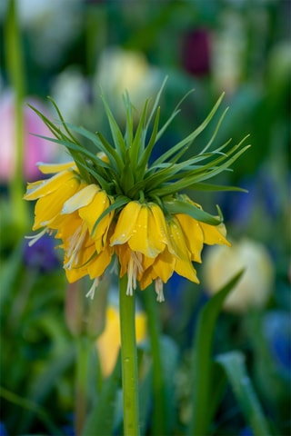 3 fritilárias-amarelas Altura entregue 20 cm