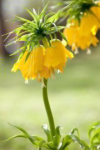 3 fritilárias-amarelas Altura entregue 20 cm