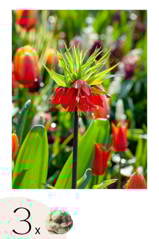 3 fritilárias-vermelhas Altura entregue 20 cm