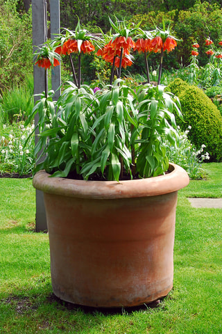 3 fritilárias-vermelhas Altura entregue 20 cm