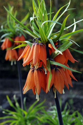 3 fritilárias-vermelhas Altura entregue 20 cm