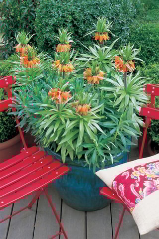 3 fritilárias-vermelhas Altura entregue 20 cm