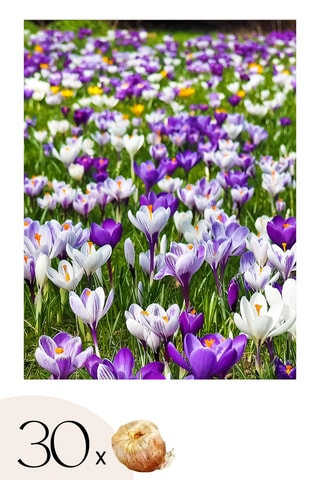 30 crocus de flores grandes Altura entregue 20 cm