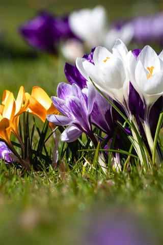 30 crocus de flores grandes Altura entregue 20 cm