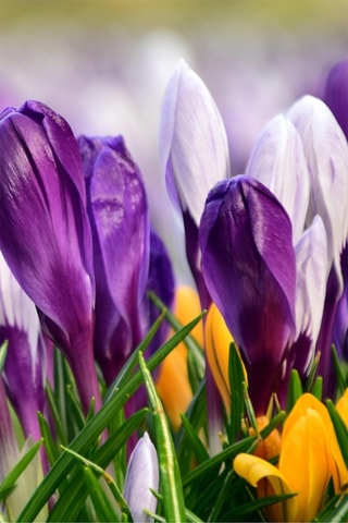 30 crocus de flores grandes Altura entregue 20 cm