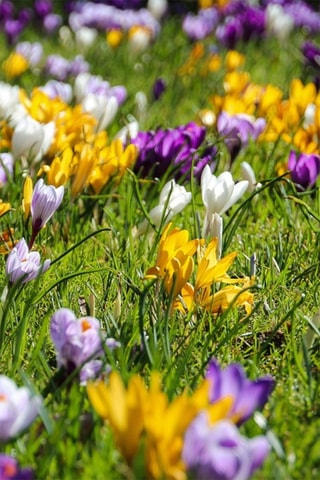 30 crocus de flores grandes Altura entregue 20 cm