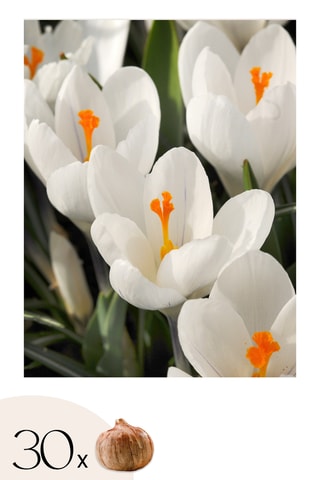 30 crocus brancos Altura entregue 20 cm