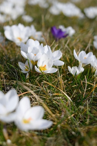 30 crocus brancos Altura entregue 20 cm