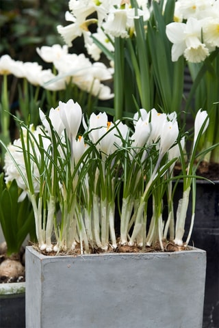 30 crocus brancos Altura entregue 20 cm