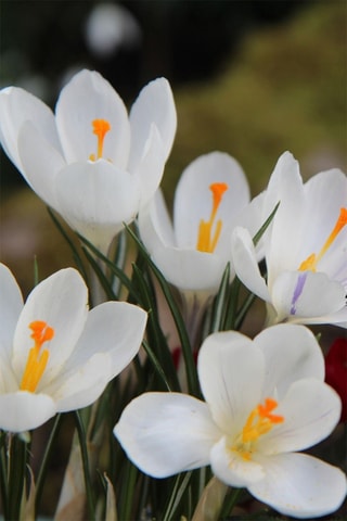 30 crocus brancos Altura entregue 20 cm