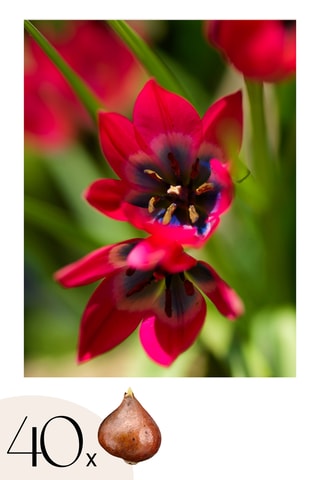 40 Tulipa Little Beauty Altura entregue 20 cm