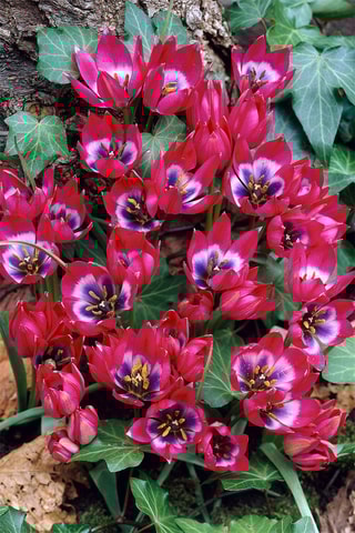 40 Tulipa Little Beauty Altura entregue 20 cm