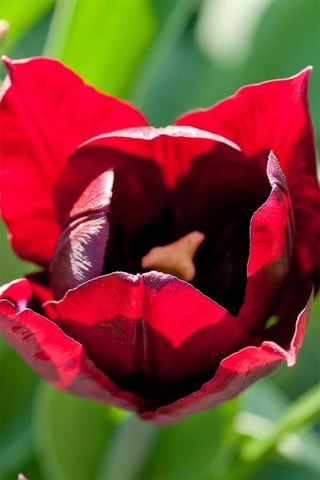 40 Tulipa Little Beauty Altura entregue 20 cm