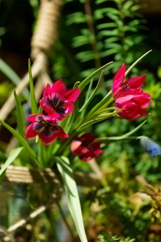 40 Tulipa Little Beauty Altura entregue 20 cm