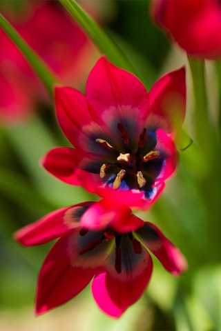 40 Tulipa Little Beauty Altura entregue 20 cm