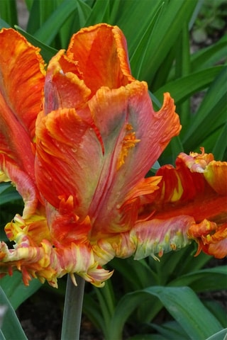 15 tulipas Rasta Parrot Altura entregue 20 cm
