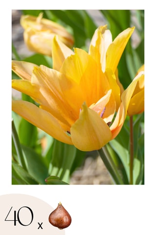 40 Tulipa Praestans Shogun Altura entregue 20 cm
