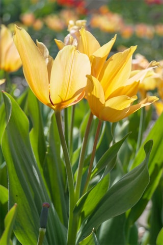40 Tulipa Praestans Shogun Altura entregue 20 cm