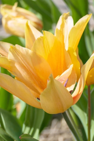 40 Tulipa Praestans Shogun Altura entregue 20 cm