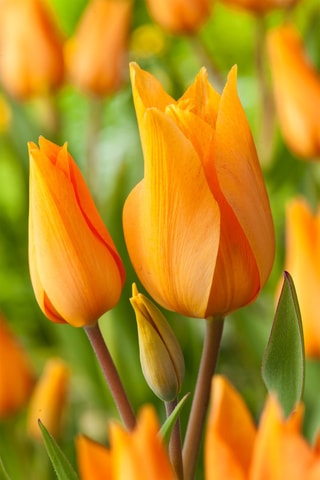 40 Tulipa Praestans Shogun Altura entregue 20 cm