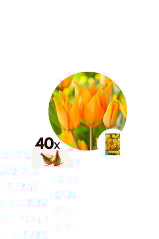 40 Tulipa Praestans Shogun Altura entregue 20 cm
