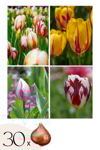 30 Tulipa Flaming Beauty Altura entregue 20 cm
