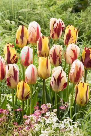 30 Tulipa Flaming Beauty Altura entregue 20 cm