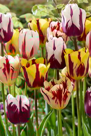 30 Tulipa Flaming Beauty Altura entregue 20 cm
