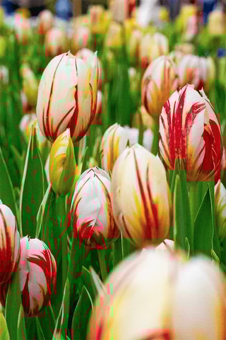 30 Tulipa Flaming Beauty Altura entregue 20 cm