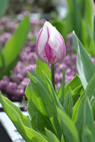 30 Tulipa Flaming Beauty Altura entregue 20 cm