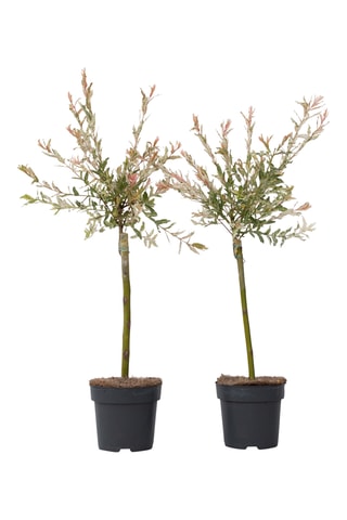 2 Salgueiros Salix Flamingos em haste Altura da entrega 70-80 cm