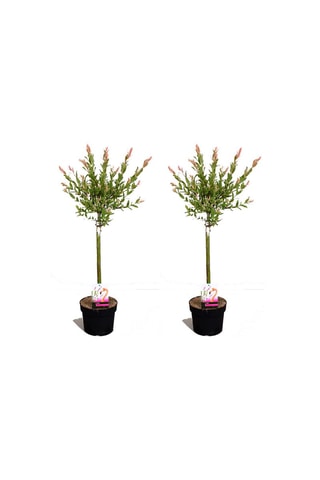 2 Salgueiros Salix Flamingos em haste Altura da entrega 70-80 cm