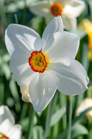 30 Narciso Recurvo Narcissus Recurvus Altura entregue 15 cm