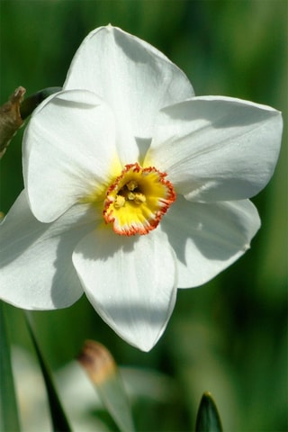 30 Narciso Recurvo Narcissus Recurvus Altura entregue 15 cm