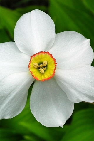 30 Narciso Recurvo Narcissus Recurvus Altura entregue 15 cm