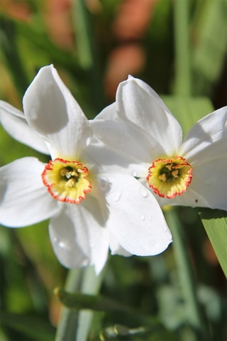 30 Narciso Recurvo Narcissus Recurvus Altura entregue 15 cm