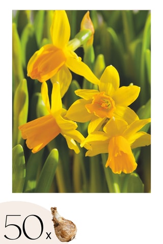 50 Narciso Tête-à-Tête Altura entregue 15 cm