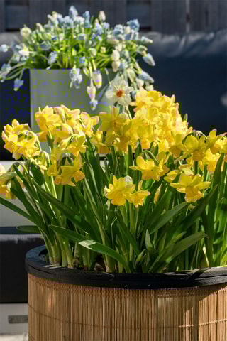 50 Narciso Tête-à-Tête Altura entregue 15 cm