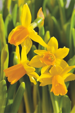 50 Narciso Tête-à-Tête Altura entregue 15 cm