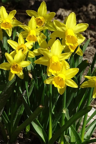 50 Narciso Tête-à-Tête Altura entregue 15 cm