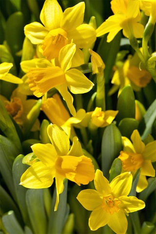 50 Narciso Tête-à-Tête Altura entregue 15 cm