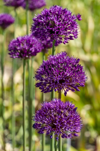 30 alho-ornamental roxo Altura entregue 20 cm