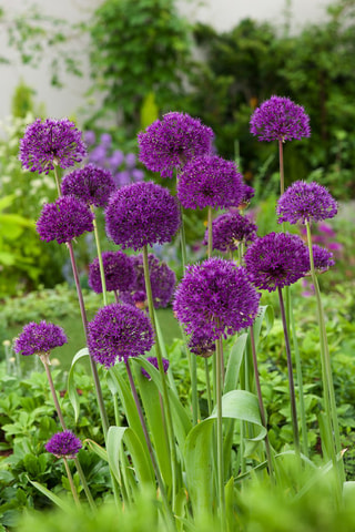 30 alho-ornamental roxo Altura entregue 20 cm