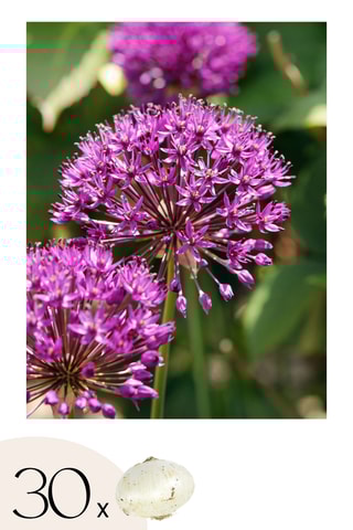 30 alho-ornamental roxo Altura entregue 20 cm