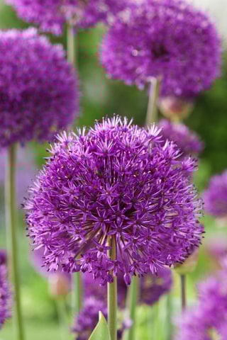 30 alho-ornamental roxo Altura entregue 20 cm