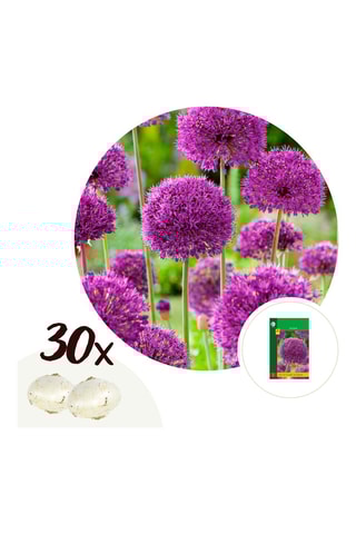 30 alho-ornamental roxo Altura entregue 20 cm