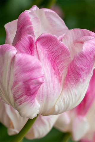15 tulipas Cabanna Altura entregue 15 cm