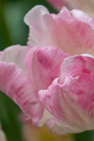 15 tulipas Cabanna Altura entregue 15 cm