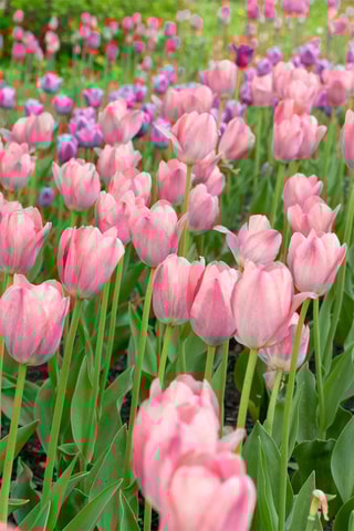 15 tulipas Cabanna Altura entregue 15 cm